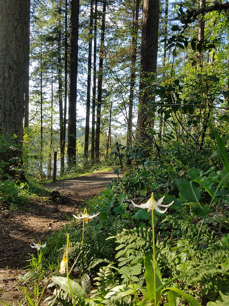 Flowers, ferns, and trees along a dirt hiking trail.