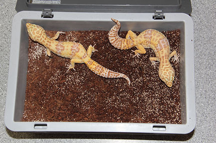 Leopardgecko Eublepharis macularius Leos Anschaffungen Kauf Vorbereitungen Informationen