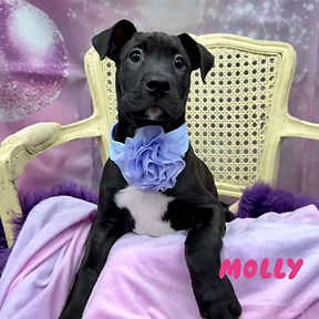 Molly
