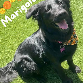 Marigold