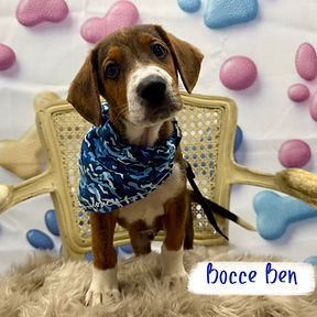 Bocce Ben
