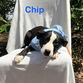 Chip