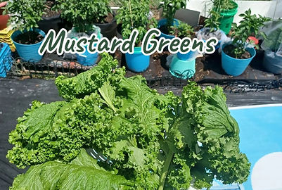 Mustard Greens.jpeg