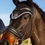 Miniature : Bonnet sport Noir – Édition Salon du Cheval