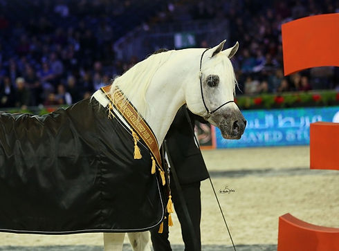 event_championnat-du-monde-du-cheval-arabe-classes-qualificatives-yearlings-junior-et-seni