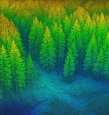 LiDAR Forest.png