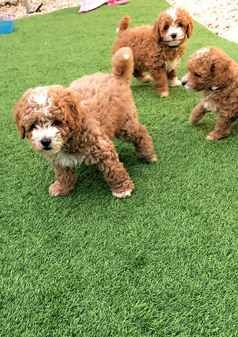 Cavapoochon puppy