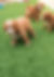 Cavapoochon puppy