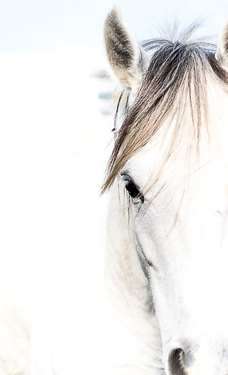 White Horse takes your King