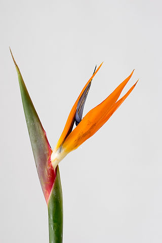 Strelitzia