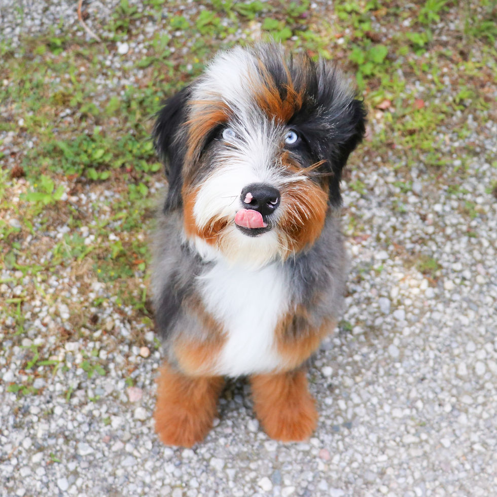 blue merle tri colour