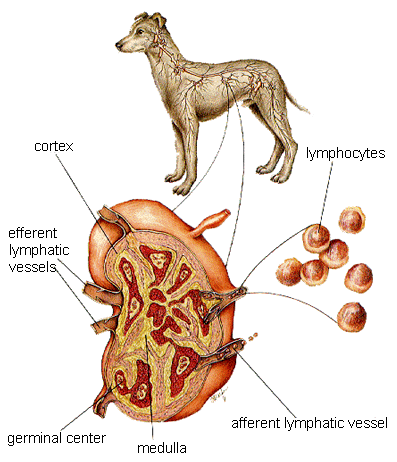 Dog Lymphatic System.gif