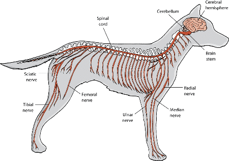 Dog Nervous System.gif