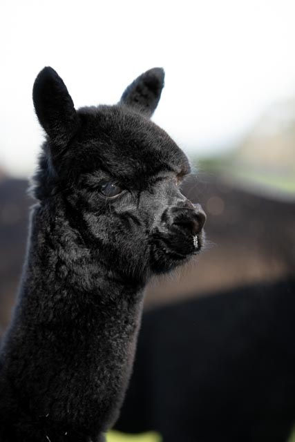 Wharncliffe Natural Fleece