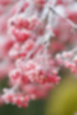 close up of frozen winter berries at attadale gardens
