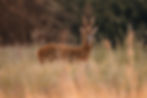 Nethy Website-©Niven Photography-5.jpg