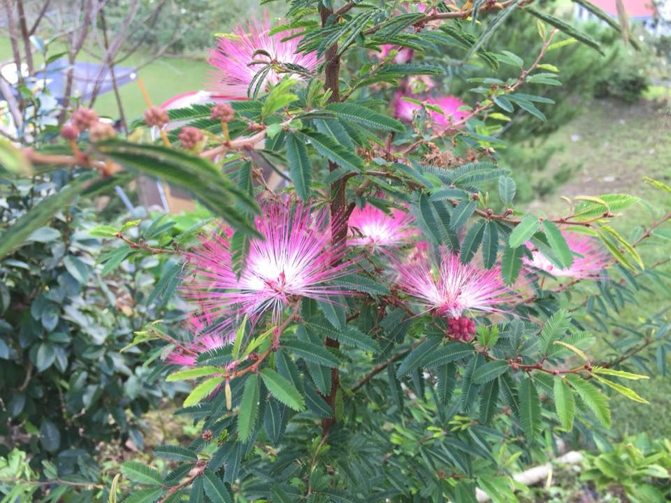 合歡花