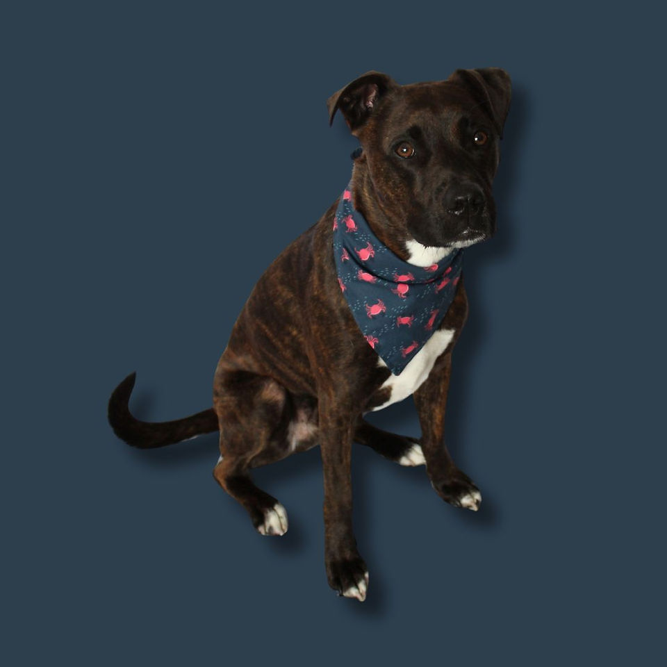 A Little Crabby Dog Bandana