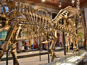 The glass-roofed central hall of the Berlin Natural History Museum, with the towering Giraffatitan dinosaur skeleton on the left and a Diplodocus alongside, visitors standing at their feet for scale