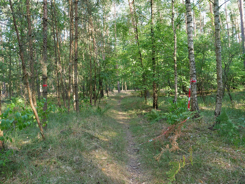 A narrow sandy trail through birch woodland in the Spandauer Forst with a red and white paint waymark on a tree trunk