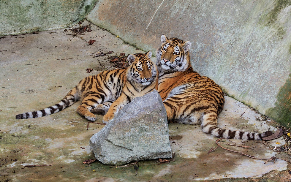 Siberian tigers at Tierpark Berlin, a strong animal image for the Tierpark Berlin full-day option