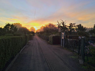 Sunrise in morning fog over the main path of the Feierabend allotment colony in Berlin-Mariendorf, with hedges and garden gates on both sides