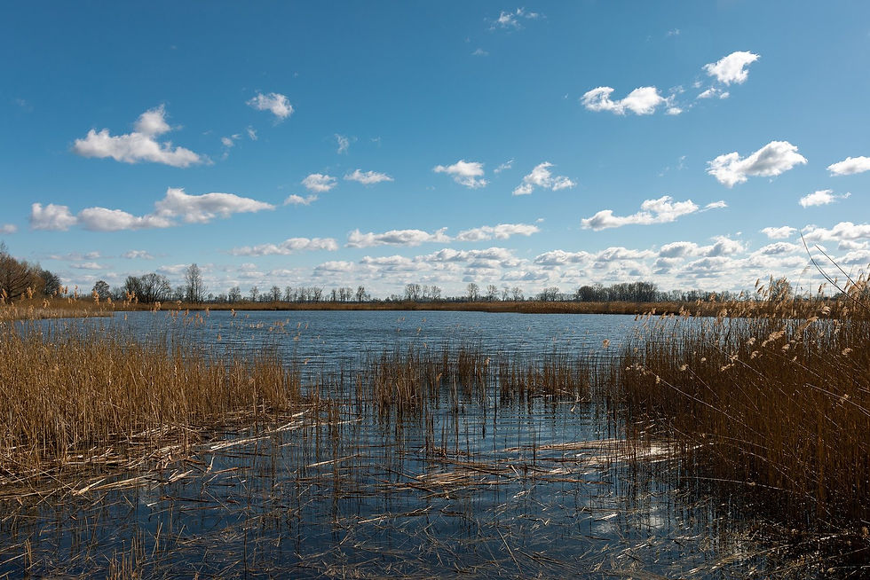 The Linum fish ponds under a wide sky, with reeds in the foreground