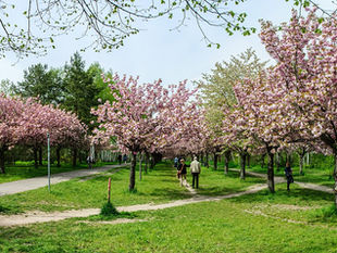 An avenue of cherry blossom trees in full bloom in Berlin in April