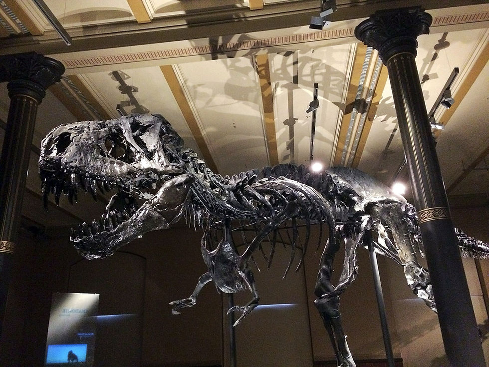 The original Tyrannosaurus rex skeleton known as Tristan Otto, mounted in a dark hall at the Berlin Natural History Museum