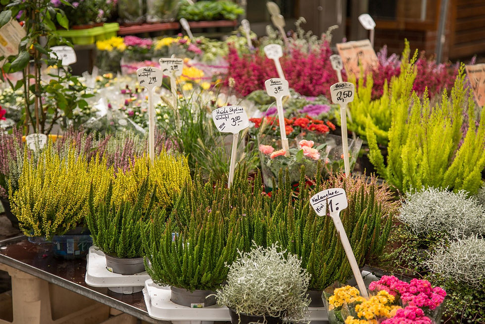 Colorful flowers and plants for sale at a Berlin flea market stall