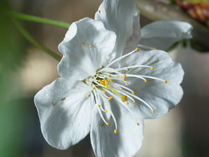 Spring cherry blossom returning to Berlin in early spring