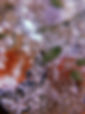 HSVR3044.JPG