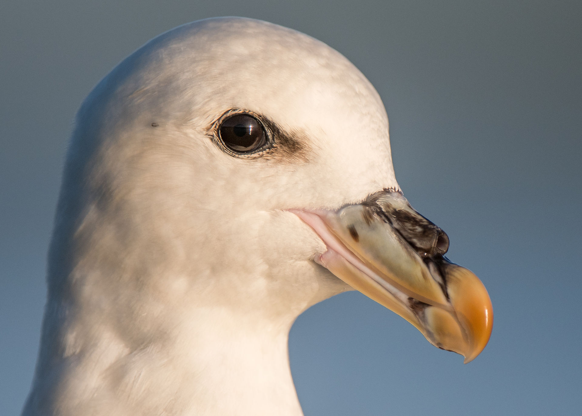 Fulmar from Josh Jaggard floating hide