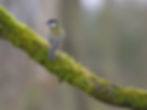 Great tit by Robin
