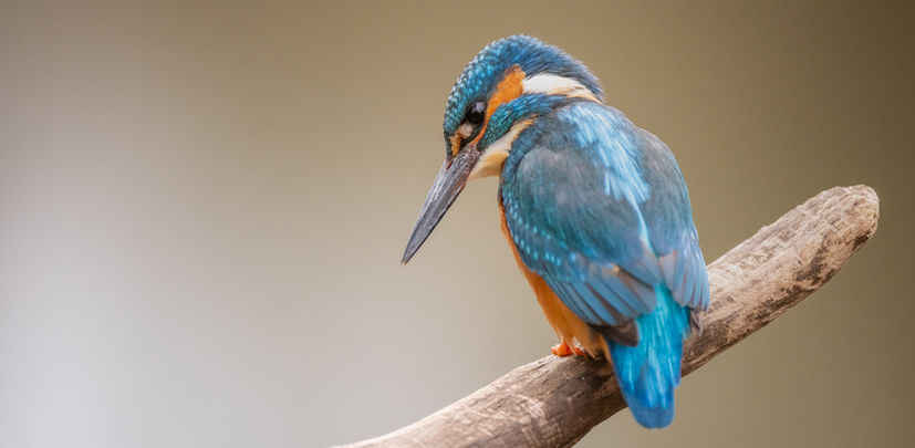 Billingford wildlife hides, norfolk, kingfisher