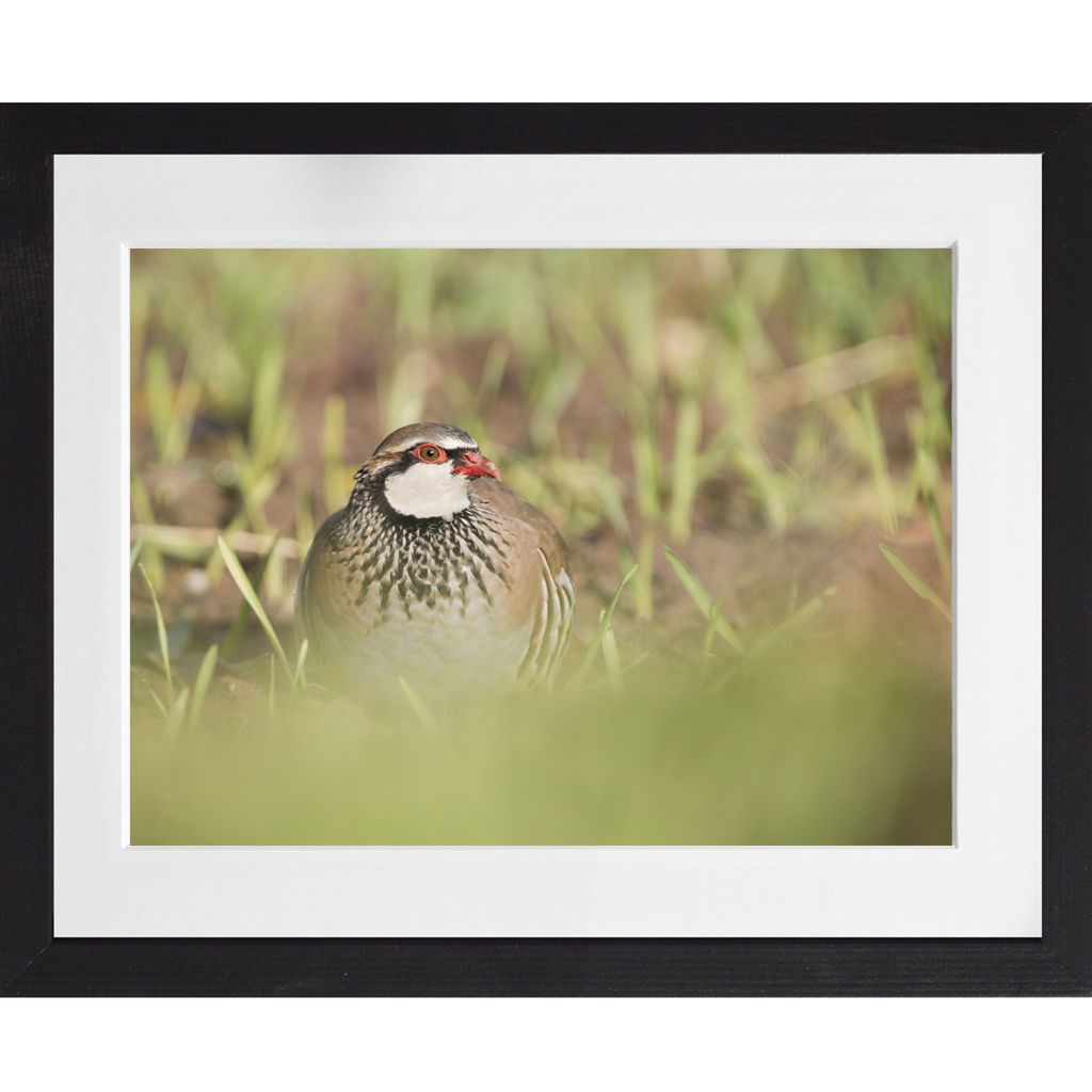 Red-legged Partridge