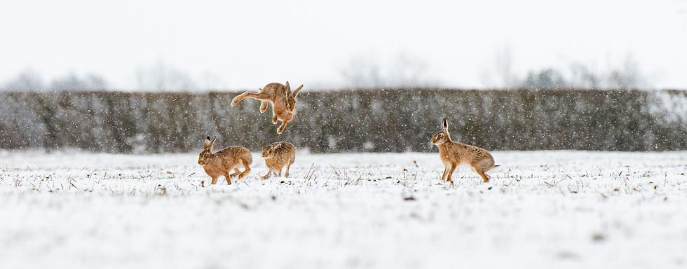 Thumbnail: Boxing Hares - Aluminium print - 120x40cm