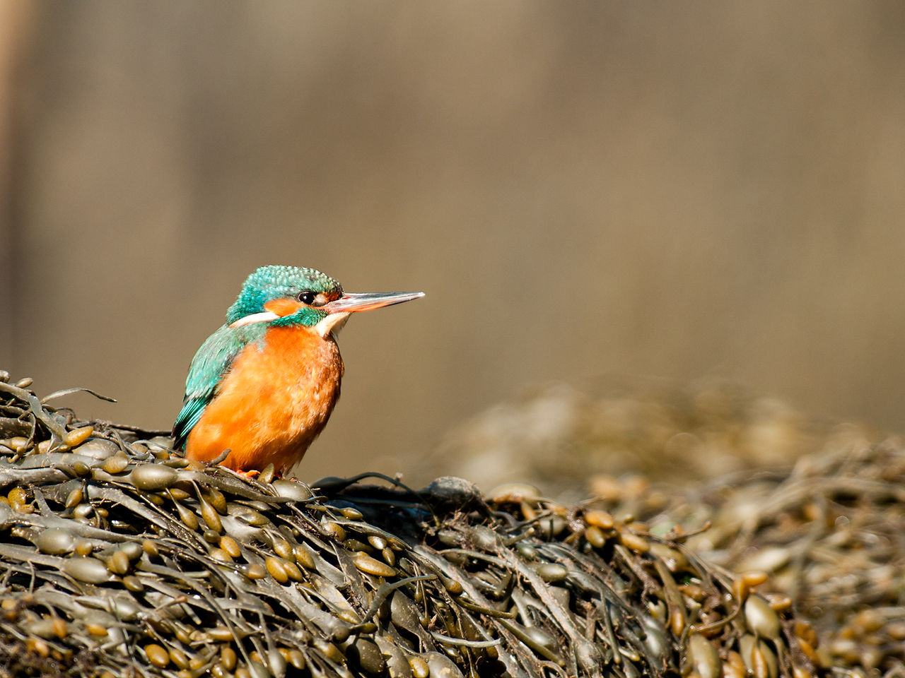 Kingfisher on seaweed from Josh Jaggard floating hide