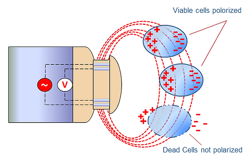 Capacitance Sensor - viable cells polarized