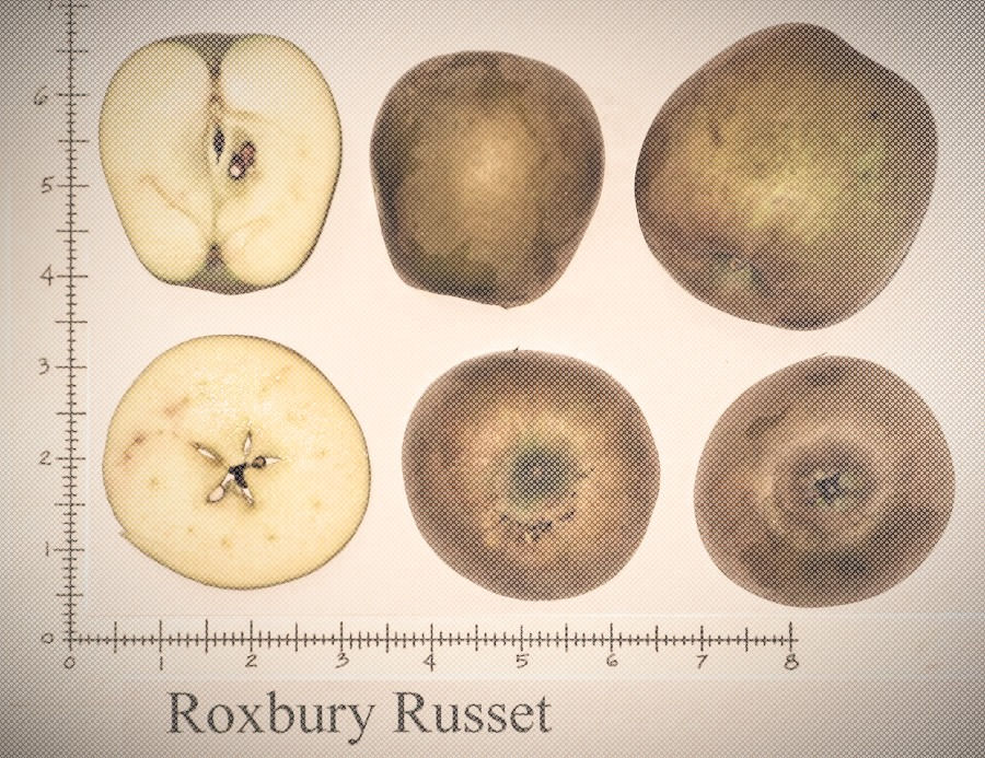 ROXBURY RUSSET TALK