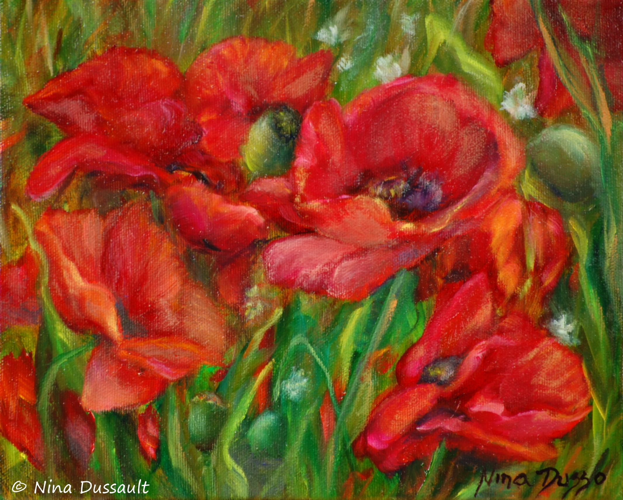 Éclosion de pavots