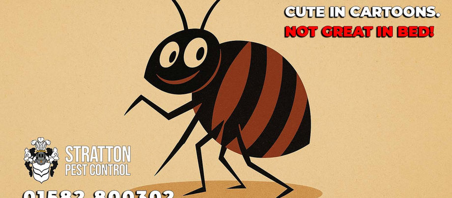 Cartoon image of a bed bug