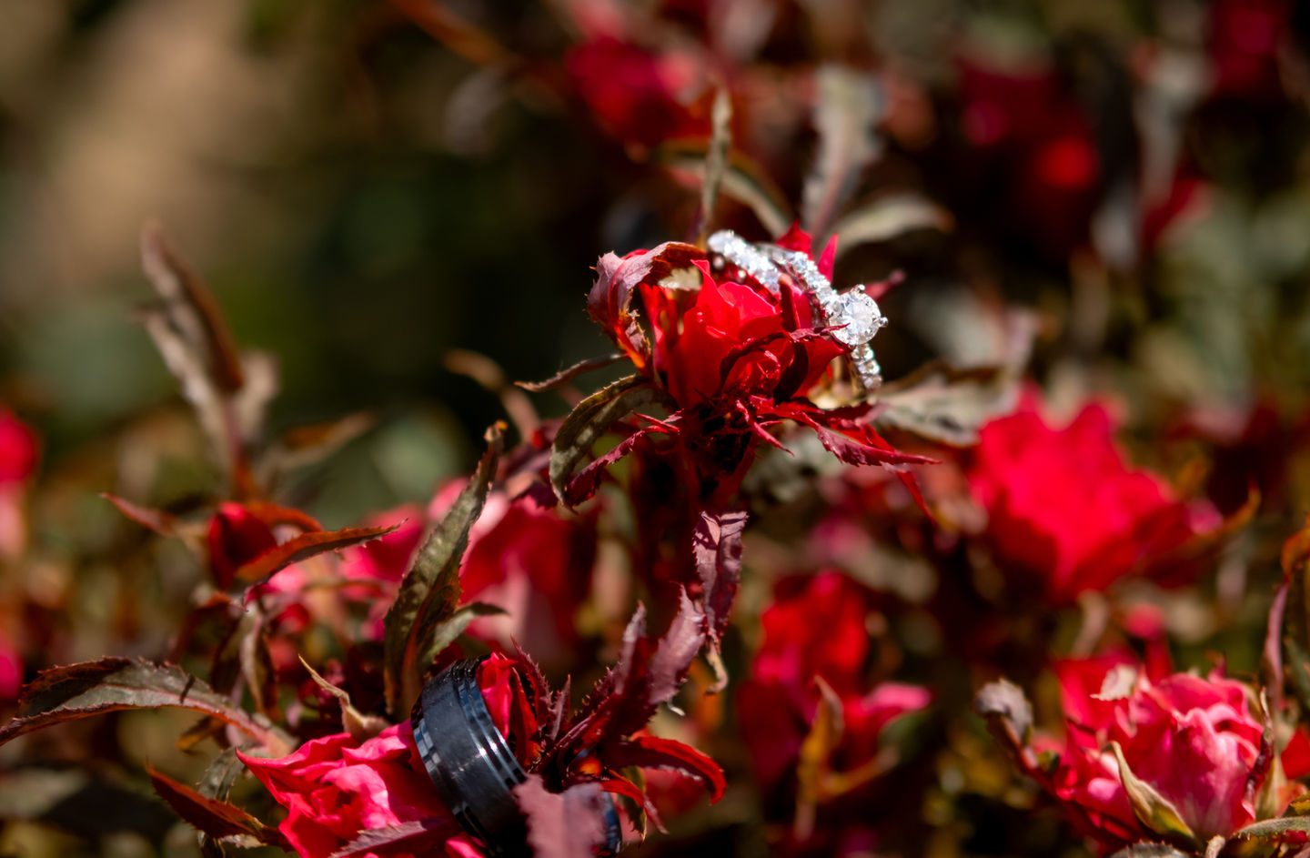 Rings on red flowers.