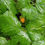 Thumbnail: Rubus spectabilis, Salmonberry 1 gallon