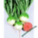 Radish, Chinese Red Meat seed