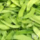 Peas, Taiwan Sugar Snow Pea seed