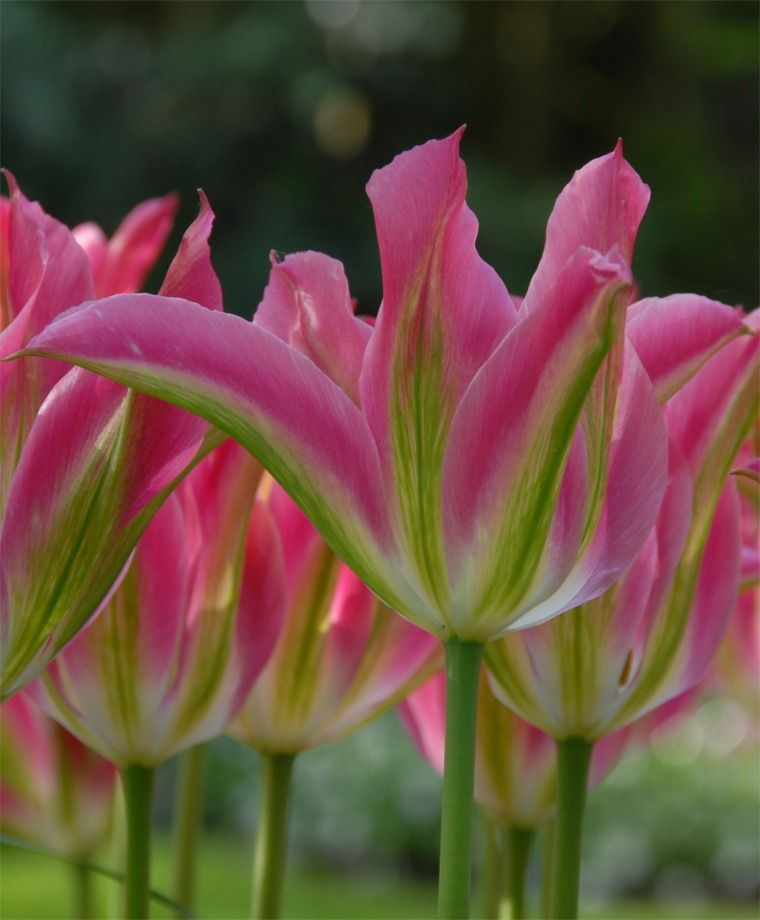 Thumbnail: Tulip Green Tulip Mix 25 bulbs
