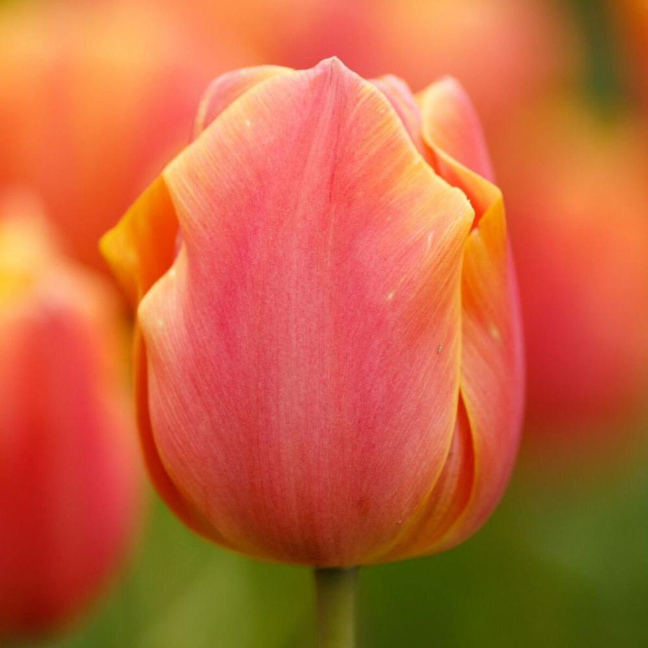 Tulip Jimmy 25 bulbs