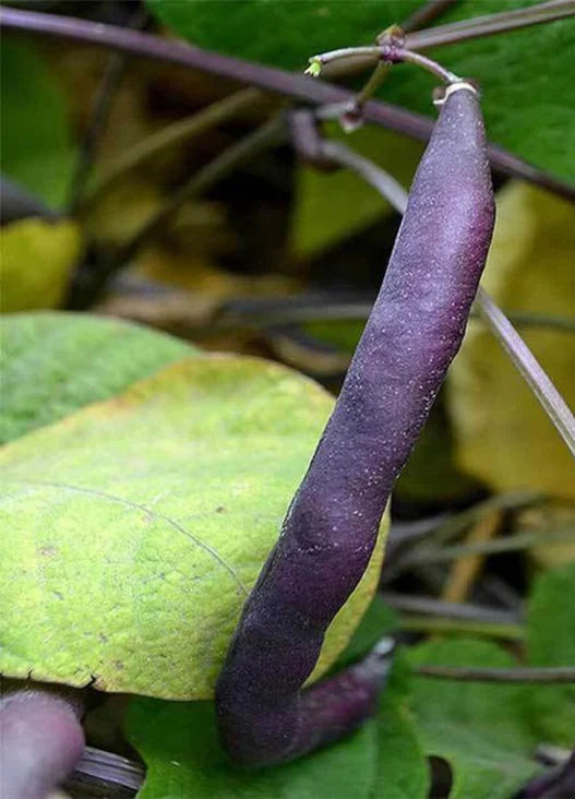 Bean, Bush, Royal Burgundy
