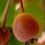 Thumbnail: Malus fusca, Pacific Crabapple, 1 gallon